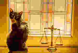 Tuxedo cat sitting next to the scales of justice in front of a stained glass window.