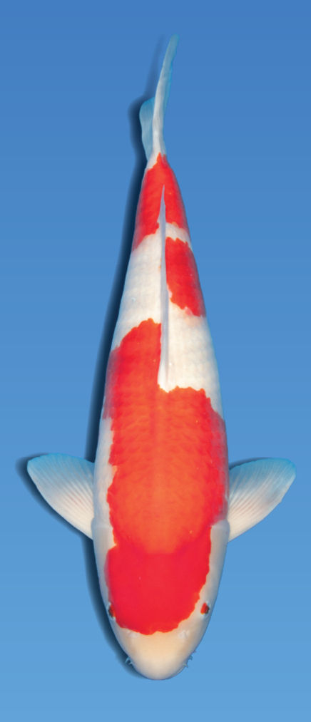 What Makes a Great Koi (And Why It’s More Than Just Color)