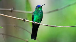 Aves de São Bento do Sapucaí