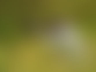 relato de rui randi sobre o treinamento happy birding