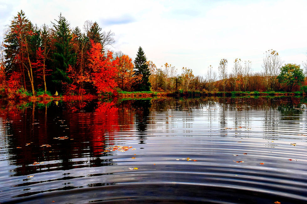 The Ripple Effect