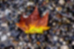 Fall