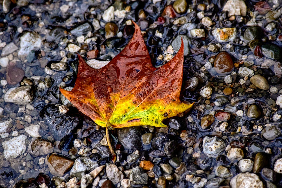 Fall