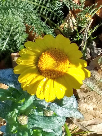 wildflower.jpg