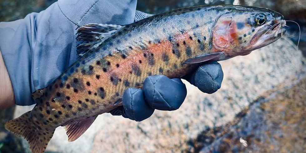 Native Lahontan Cutthroat Adventure