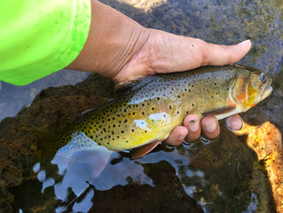 Fishing Tanuki rod on Mill Creek in Livingston, Montana