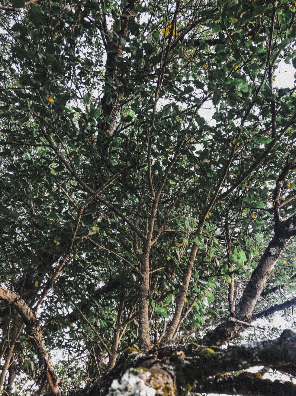 Steadfast in the Lord 🌲