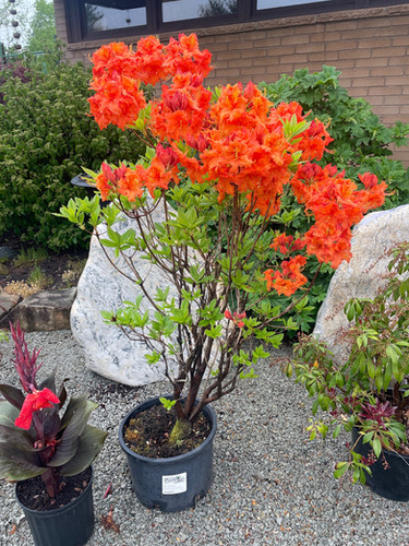 Azalea Exbury 'Gibraltar' - Gibraltar Exbury Deciduous Azalea