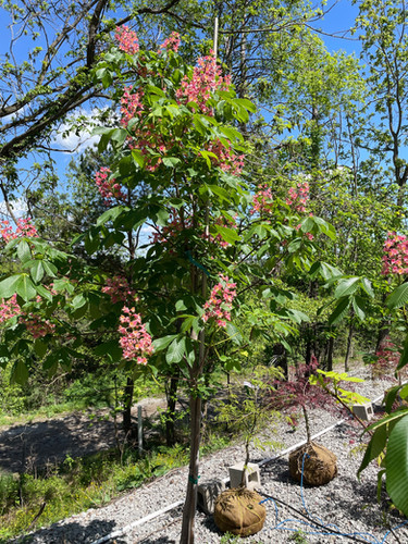 Aesculus x carnea 'Fort McNair' - Fort McNair Horse Chestnut