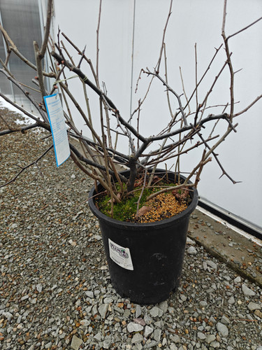 Chaenomeles 'Toyo Nishiki' - Toyo-Nishiki Flowering Quince | Plumline