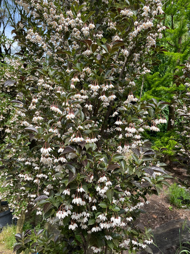 Styrax japonicus 'Evening Light' - Evening Light Japanese Snowbell