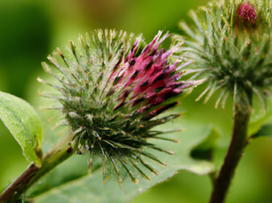 Burdock: An Essential Herb for Liver Detox - A Complete Growing and Usage Guide