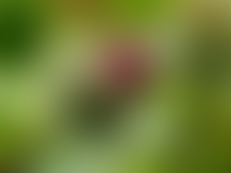 Burdock: An Essential Herb for Liver Detox - A Complete Growing and Usage Guide