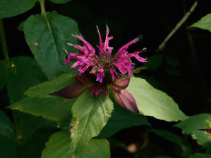 Bee Balm