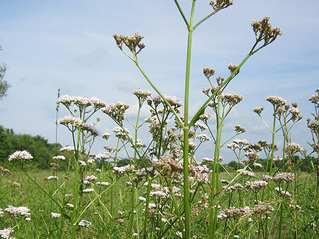 Valeriana officinalis flowering valerian plants growing in an herb garden