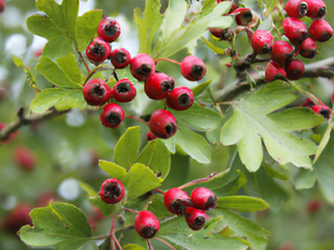 Hawthorne: The Heart-Friendly Herb