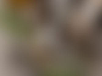 11 Herbs to Have On Hand if You Have Children