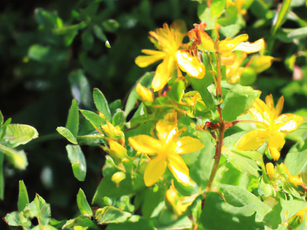 St. John’s Wort in the Spotlight: From Cultivation to Medicinal Use