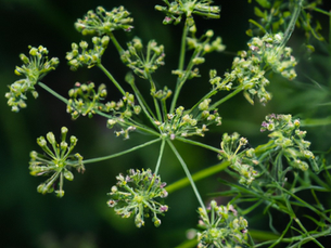 Anise: A Medicinal Powerhouse for Stomach Ailments