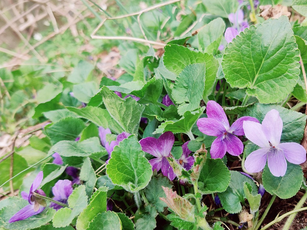 Violet: An Underrated Herb for Cold, Flu, Lymphatic, and Heart Support