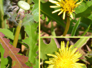 Dandelion: If You Are Going to Use One Herb, THIS is the one