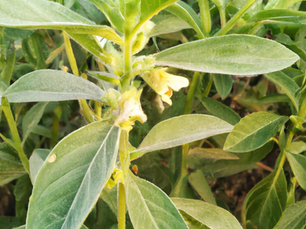 Ashwagandha plant (Withania somnifera) with pale yellow flowers growing in a garden