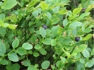 Bilberry: An Essential Herb for Vision and How to Use It