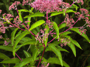 Joe Pye Weed: For Kidneys, Liver, Rheumatism, and More