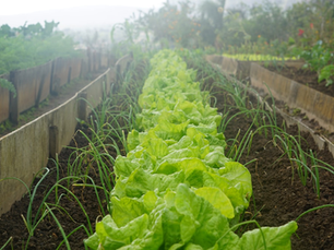 When and How to Plant Your Garden (Gardening Series Part 4 of 10)
