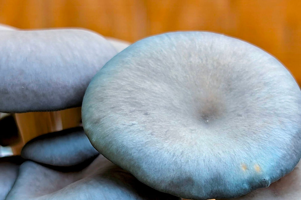 Blue Oyster Mushrooms. Virginia Spores Fresh to your door