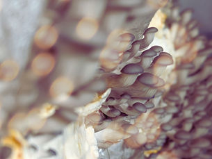 Oyster Mushrooms and Cholesterol — What the Peer-Reviewed Research Shows