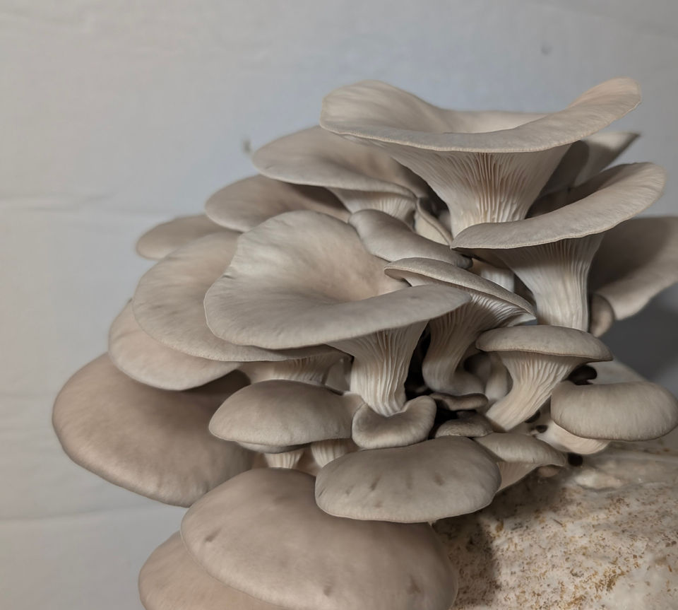 Blue Oyster Mushrooms. Virginia Spores Fresh to your door