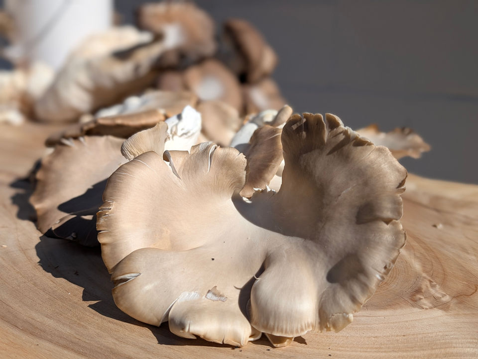 Cluster of Italian oyster mushrooms