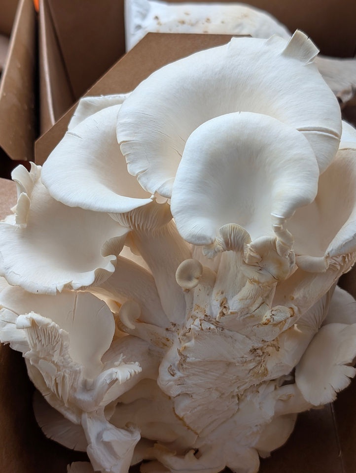 White Oyster Mushrooms - Farm to Table Virginia Spores