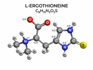 L-Ergothioneine in Oyster Mushrooms — A Research Overview