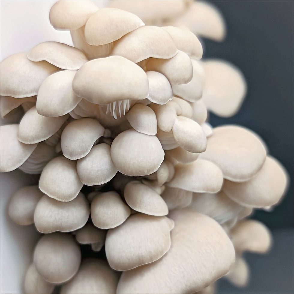 Oyster Mushrooms and Blood Sugar — What the Published Clinical Research Shows