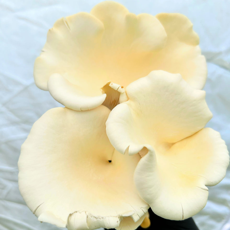 White Oyster Mushrooms - Farm to Table Virginia Spores