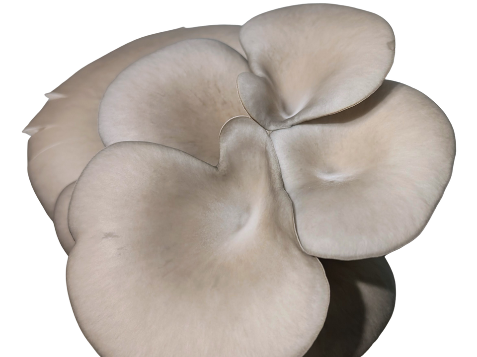 Blue Oyster Mushrooms. Virginia Spores Fresh to your door