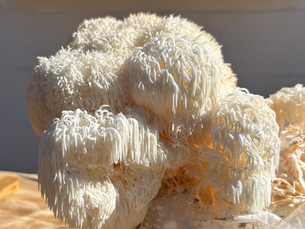 Can Lion's Mane Improve Memory and Focus? What the Clinical Trials Show