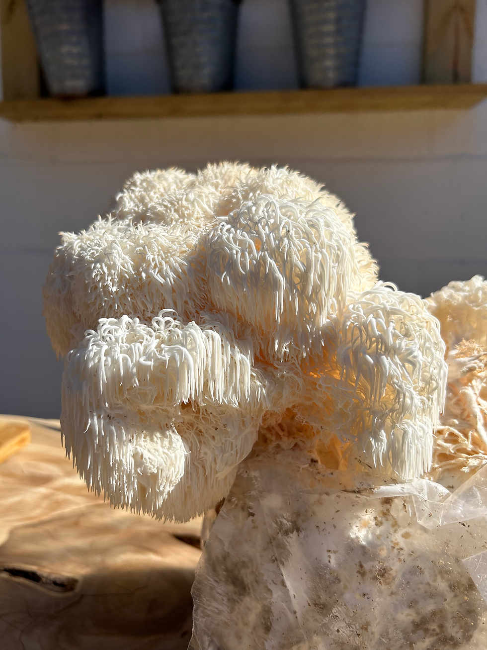 Can Lion's Mane Improve Memory and Focus? What the Clinical Trials Show