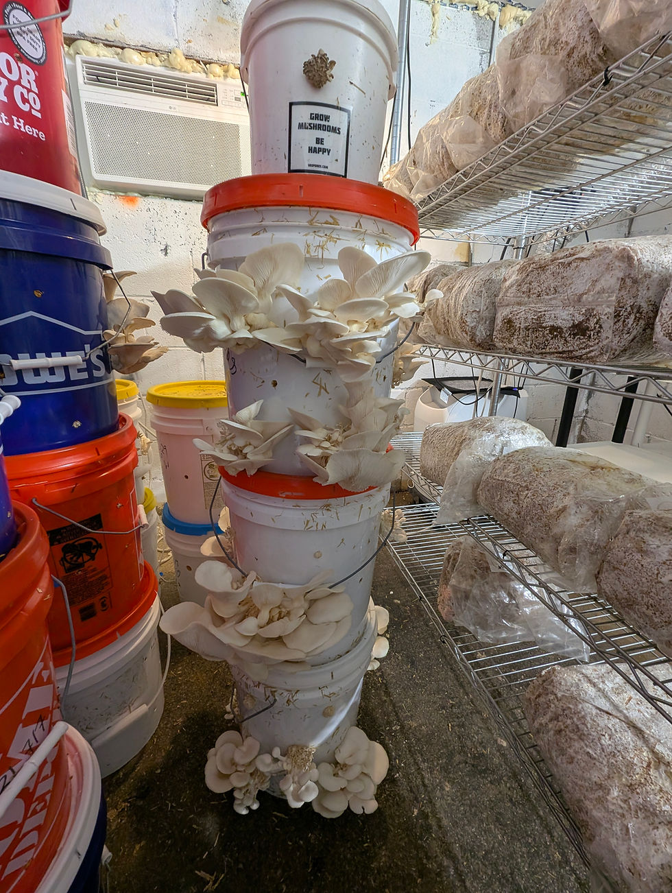 Mushrooms growing indoors