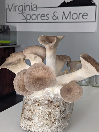Black Pearl King Oyster Mushroom Fruiting Block | 5 lbs