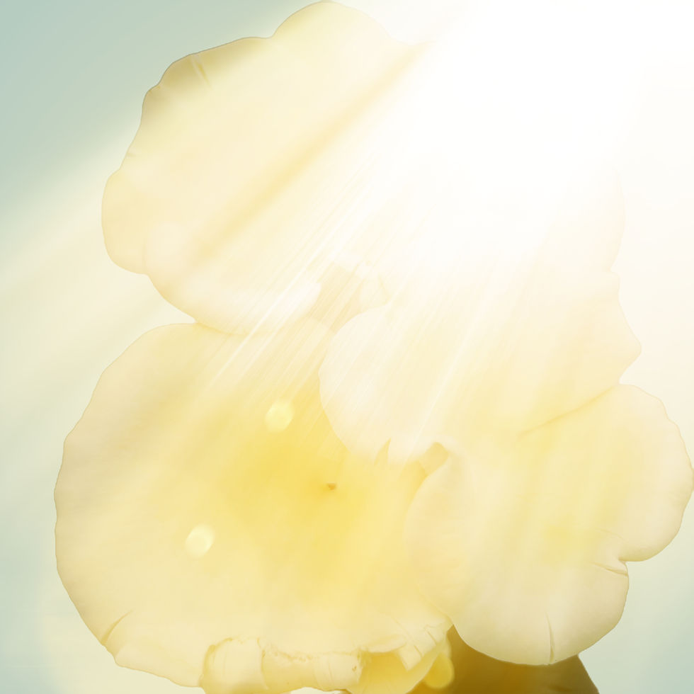 Whole Oyster Mushroom Powder vs. Supplement Extracts — What the Research Shows