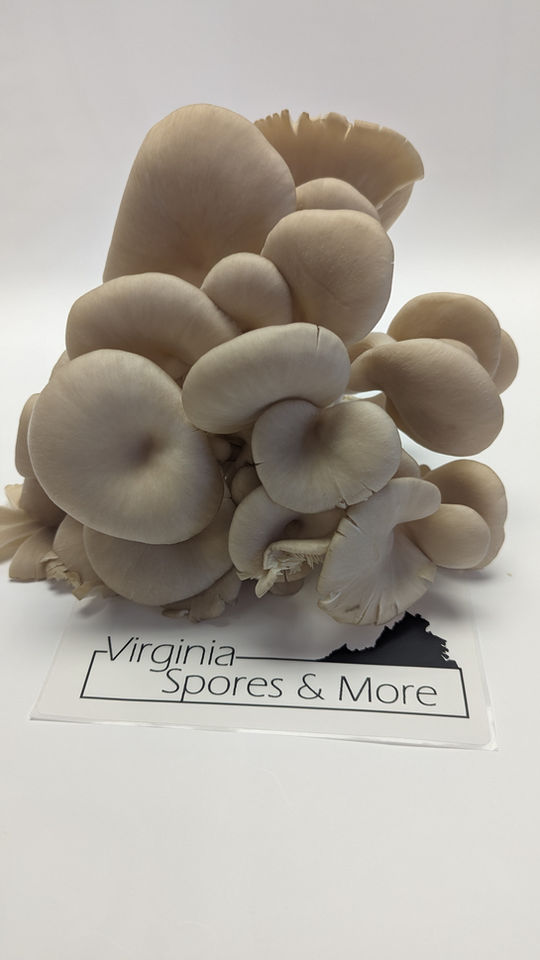Pearl Oyster Mushrooms Farm to Table Virginia Spores