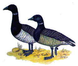 Черная казарка — Branta bernicla.