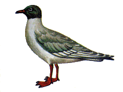 Черноголовая чайка — Larus melanocephalus.