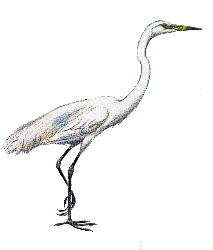 Большая белая цапля — Egretta alba.