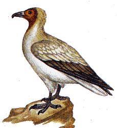 Стервятник — Neophron percnopterus.