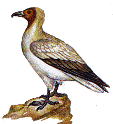  Стервятник — Neophron percnopterus.