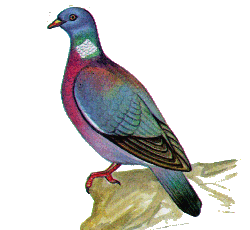 Вяхирь — Columba palumbus.